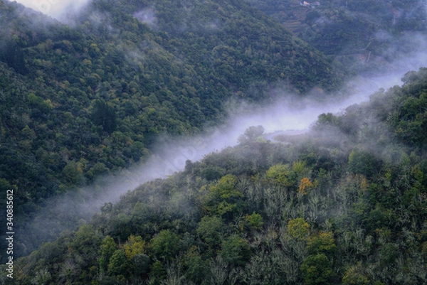 Fototapeta Strip of Fog in the Lower Zone of a Deciduous Forest