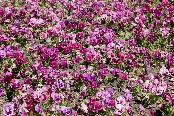 Obraz Viola  grandiflora solid flower bed on a sunny day