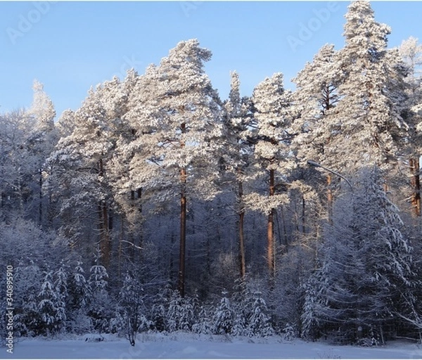 Obraz snow covered trees in winter