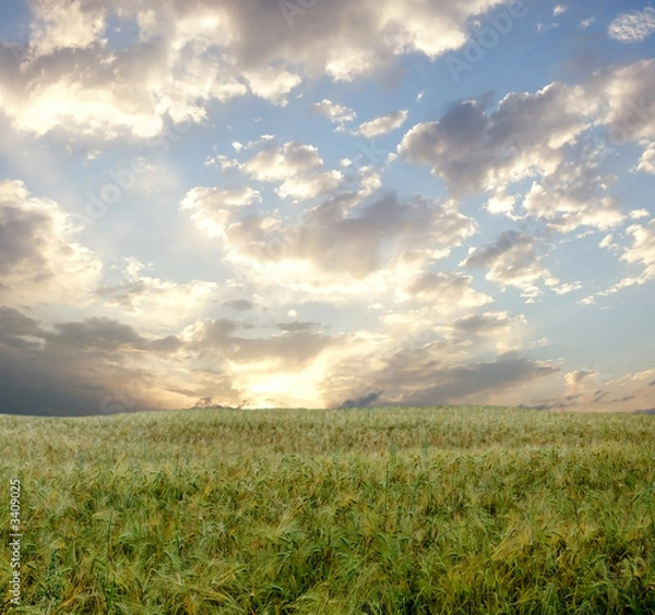 Fototapeta Wheat field during stormy day