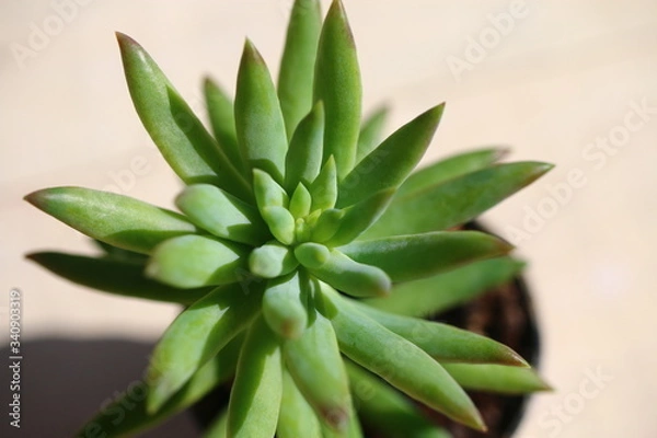 Obraz rozchodnik Morgana sedum morganianum