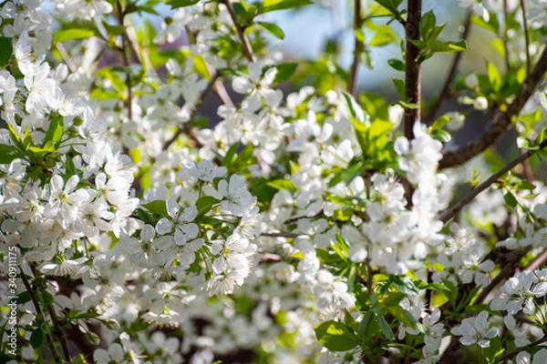 Fototapeta Spring white blossom of sour cherry tree