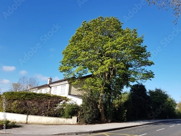 Fototapeta tree and sky