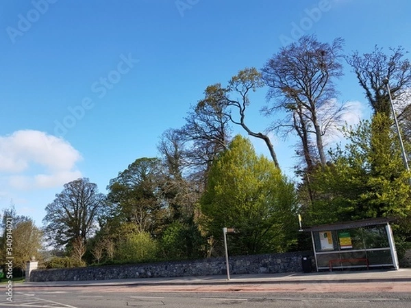 Fototapeta 
TREES AND SKY