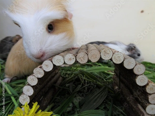 Obraz guinea pig in the grass
