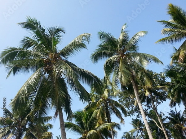 Fototapeta COCONUT TREE WITH SKY 