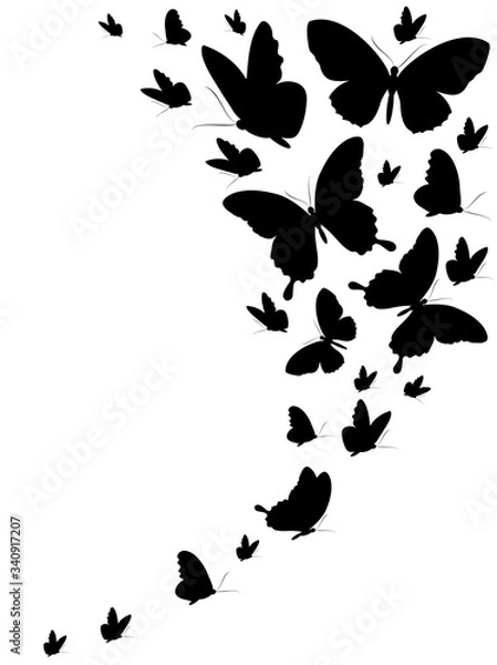 Fototapeta butterfly542