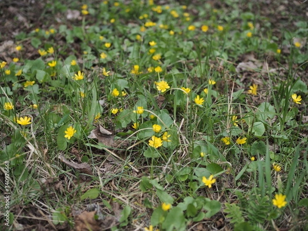 Fototapeta Spring background with yellow Blooming Caltha palustris, known as marsh-marigold and kingcup. Flowering gold colour plants in Early Spring.