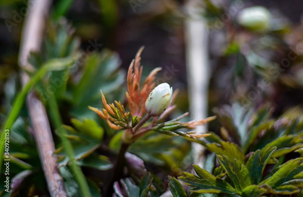 Obraz Primrose (macro)