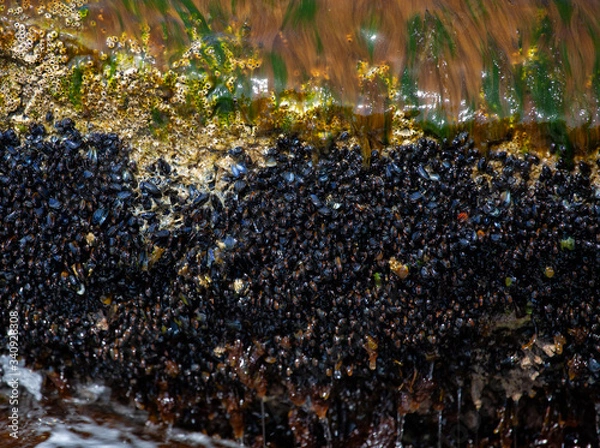 Obraz Texture (seaweed and seashells )