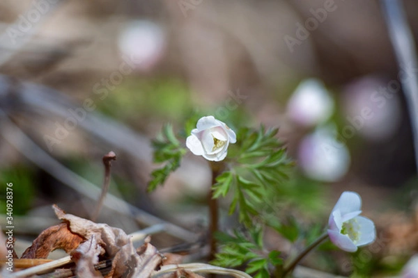 Obraz Primrose (macro)