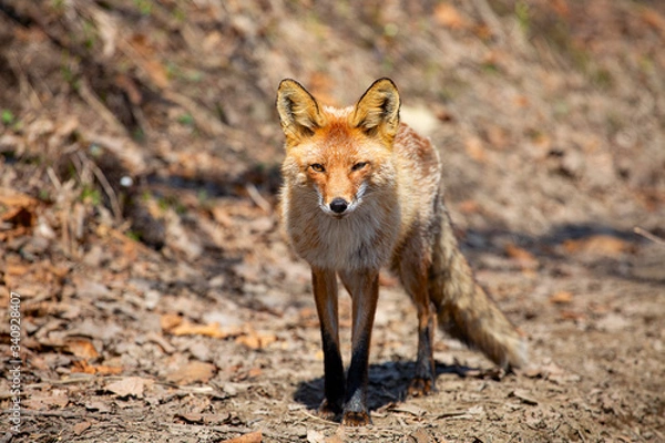 Obraz Red fox