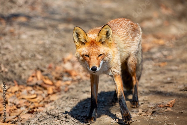 Obraz Red fox