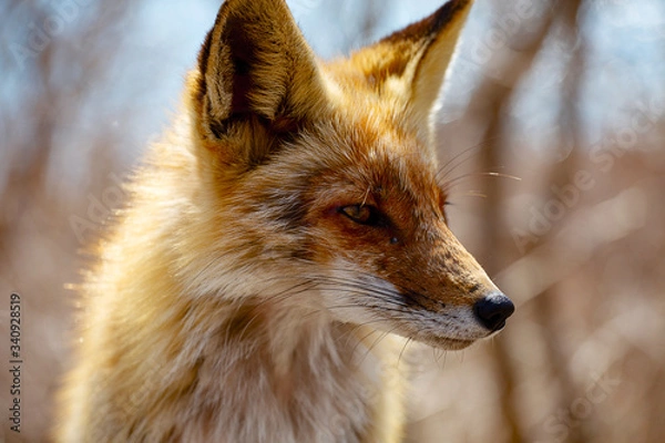 Obraz Red fox