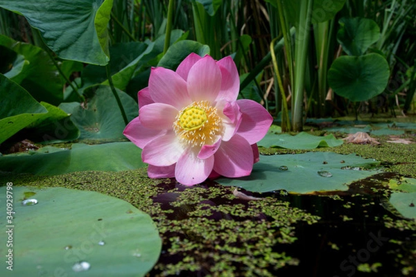 Obraz Lotus blossom