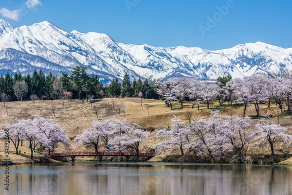 Obraz 松が峯の桜群