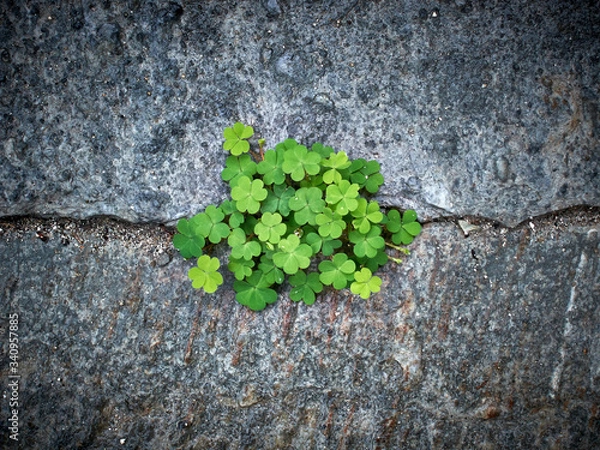 Obraz green clovers on the stone