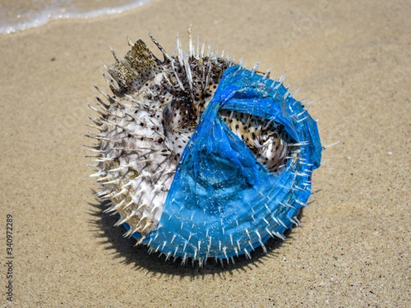 Fototapeta seashell on the beach