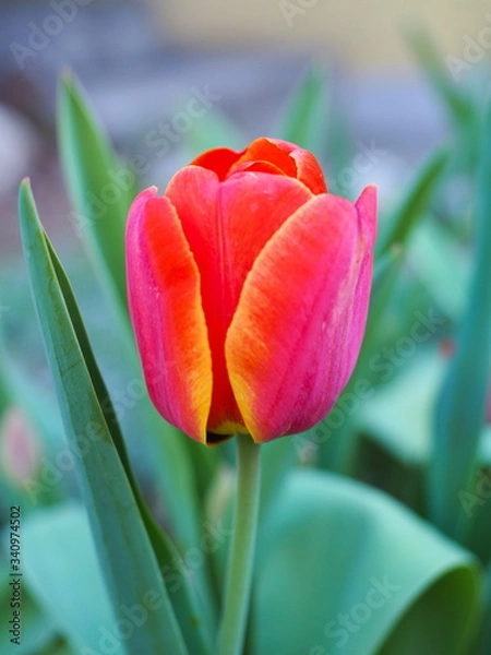 Obraz Czerwony tulipan