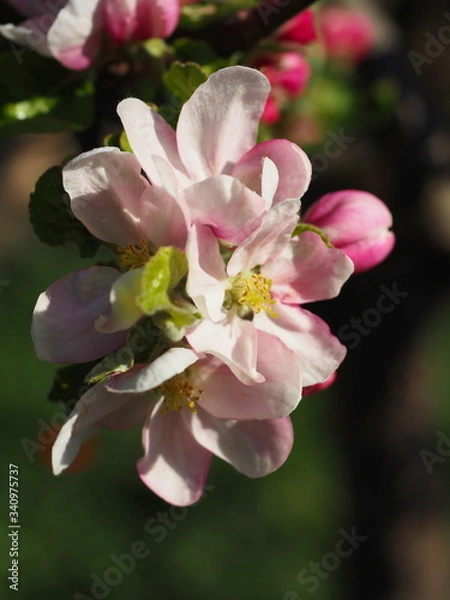 Obraz kwiat jabłoni