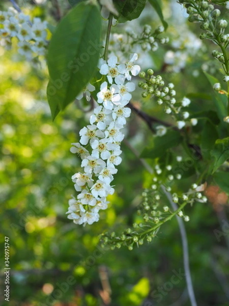 Obraz biały kwiatostan