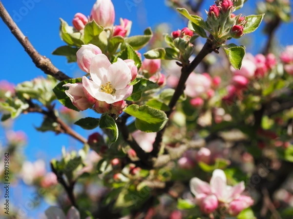 Obraz Kwiatki jabłoni