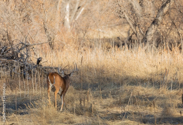 Fototapeta Whitetail Deer Buck During the Fall Rut in Colorado