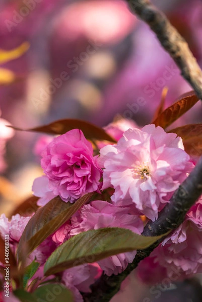Obraz Pink cherry tree blooming in spring