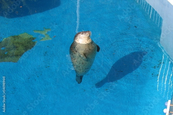 Obraz ゴマフアザラシが立って目を細めくつろいでいる姿