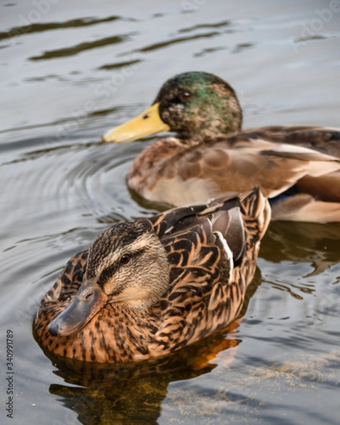 Obraz Ducking Around