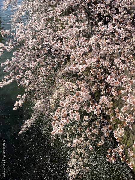Fototapeta 桜 sakura