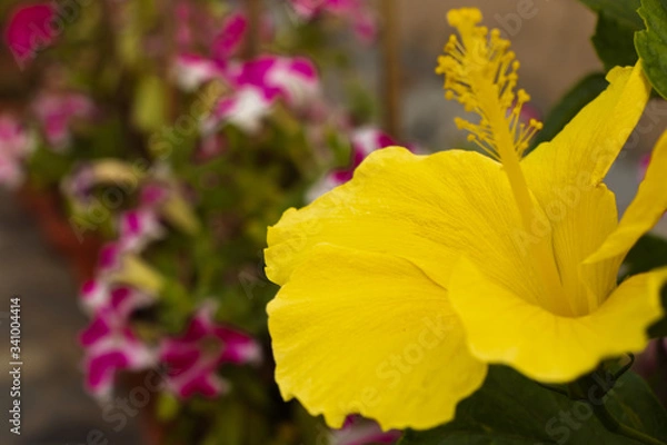 Fototapeta grand salute the yellow hibiscus flower