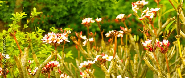 Fototapeta Palash flowers in a spread
