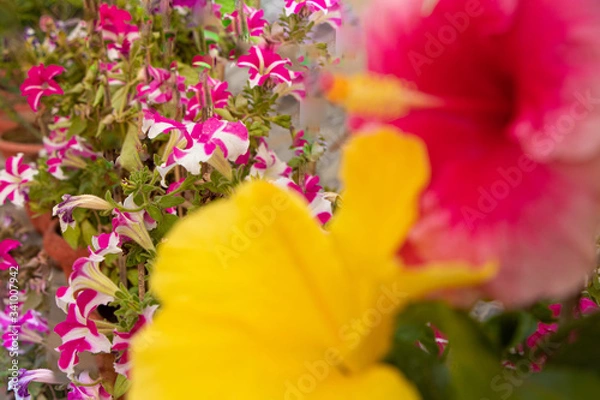 Fototapeta phlox flowers with hazy china rose in the foreground