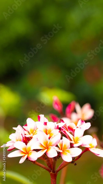 Fototapeta welcome summer with Palash , flowers