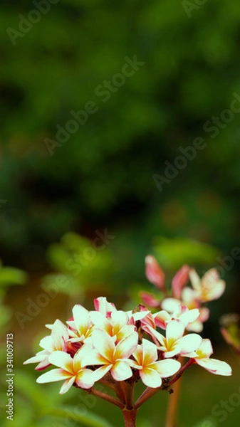 Fototapeta summer greetings with Palash flowers