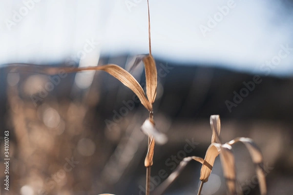 Obraz dry grass in the wind