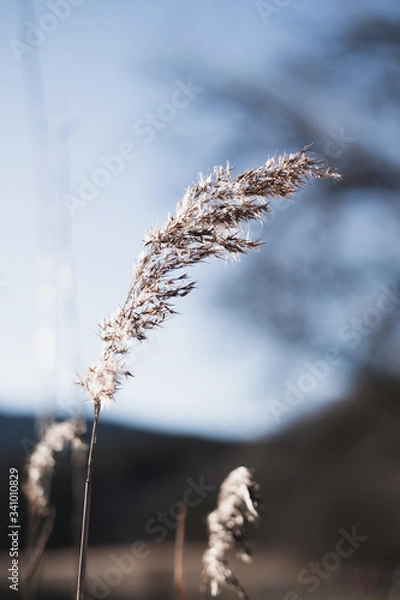 Obraz dry grass in wind 