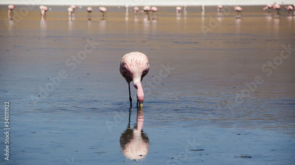 Obraz Flamenco eating