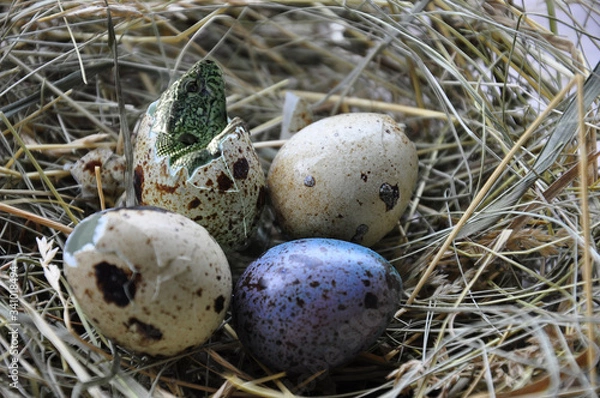 Fototapeta fairy eggs in the nest