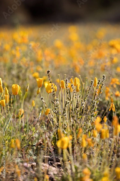 Obraz Mexican Poppies