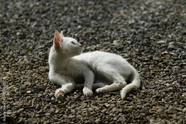 Obraz White cat looking something in the daylight