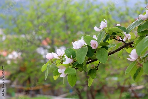 Obraz Pink blossoms on a quince tree in a garden. Selective focus.