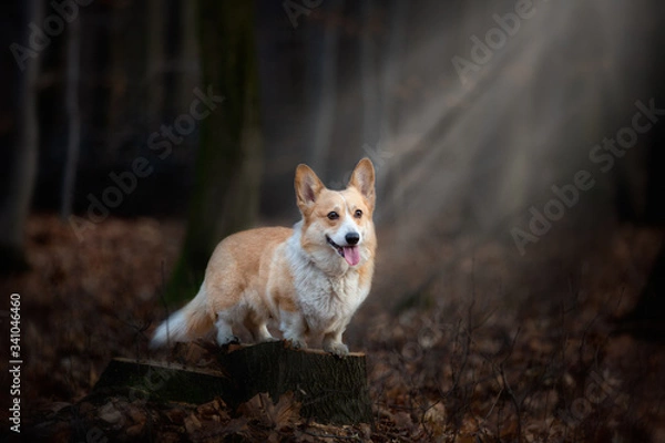 Fototapeta A Welsh Corgi Pembroke dog stands on a pin in the middle of the forest, illuminated by a ray of incident light
