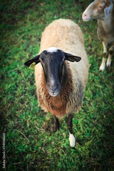 Obraz sheep and lamb