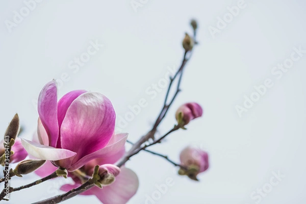 Obraz Blooming naked branches of pink magnolia tree. Magnolia flowers on a background of blue sky. Close up