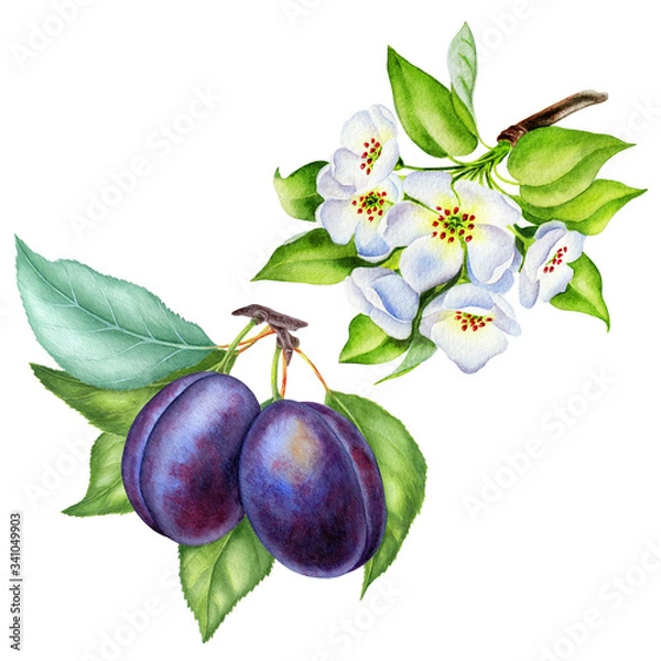 Fototapeta Watercolor illustrations with plums isolated on the white background: fruits, flowers and leaves