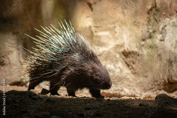 Obraz porcupine