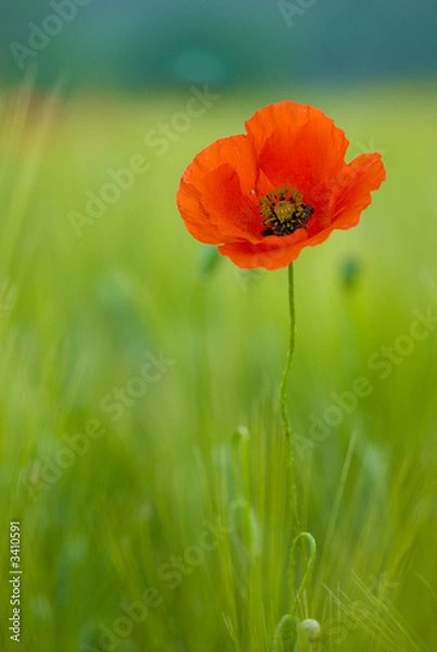 Obraz coquelicots