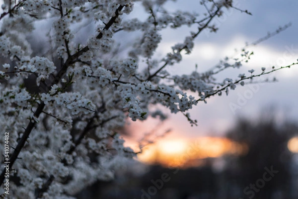 Obraz Cherry blossom at sunset